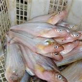 Giả