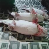 Vận
