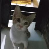 Mah