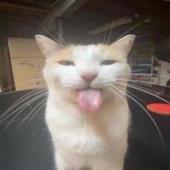 Đán