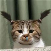 Bla