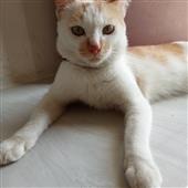 Wan