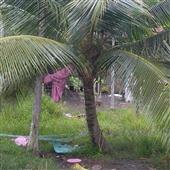 Cuố