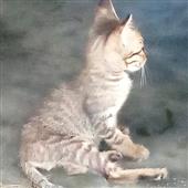 Cas