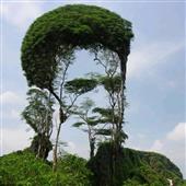 Tại