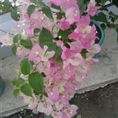 Đội
