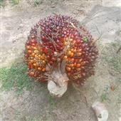 Tên