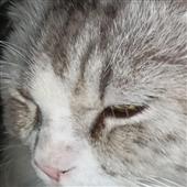 Giả