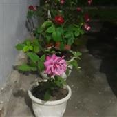 Chơ