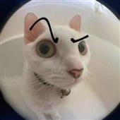 Giả