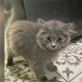 Kèo