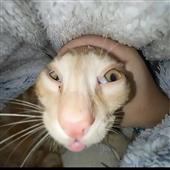 Ác 