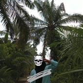 Pok