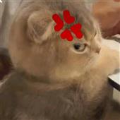 Câu