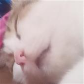 Câu