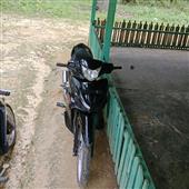Gấu