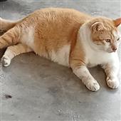 Tỷ 