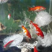 Trự