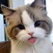 Bản