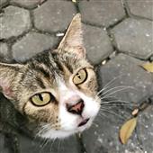 Giả