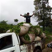liê