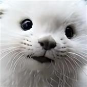 Đán