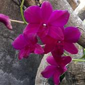 THỢ