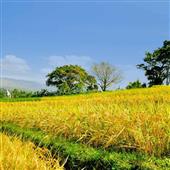 Trự