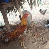Bản