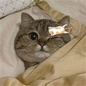 Bow