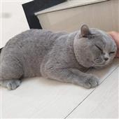 Son