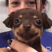 Các