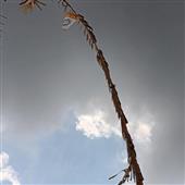 Rai