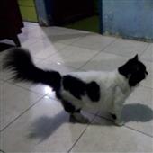 Bản