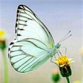Cuố