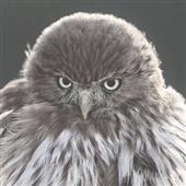VUA
