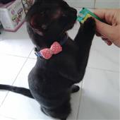 Giả