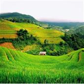 Trự