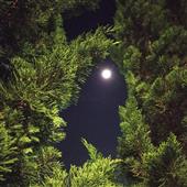 Câu