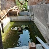 Đậu
