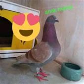 Giấ