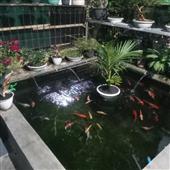 Đại