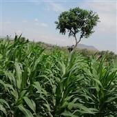 Bản