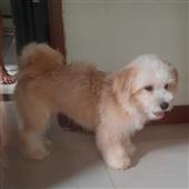 Giả