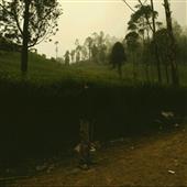 Giả