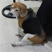Vòn