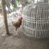 Đại