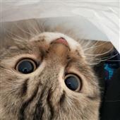 Sic