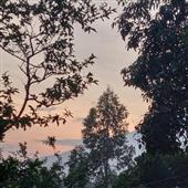 Vật