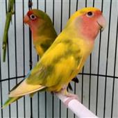 Tôm